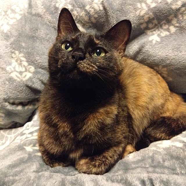 mamekoさんの部屋