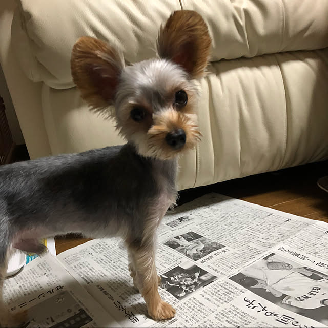 tmmycpさんの実例写真