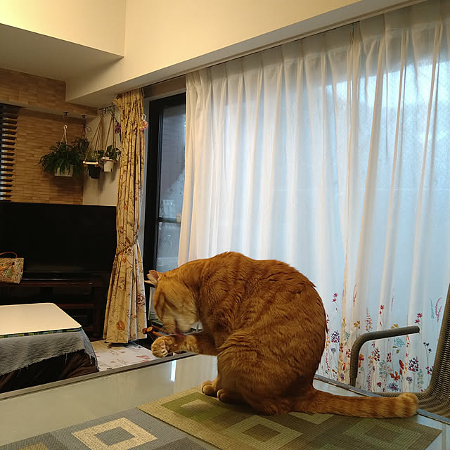 okyosan101さんの実例写真