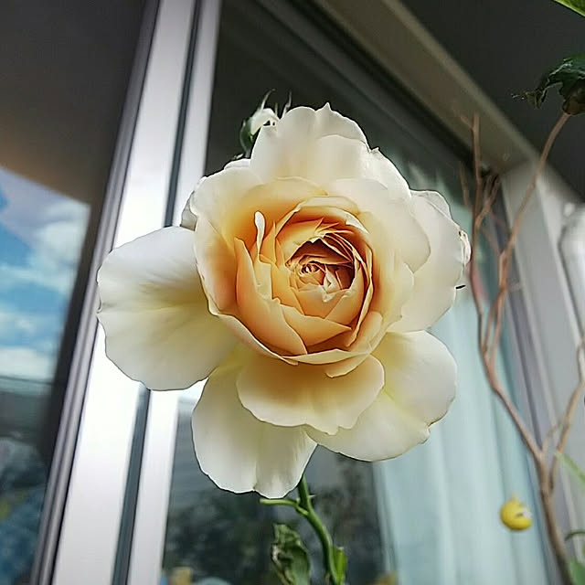 hiromimiさんの実例写真