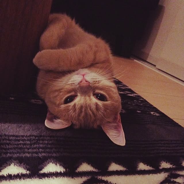 chi-さんの実例写真