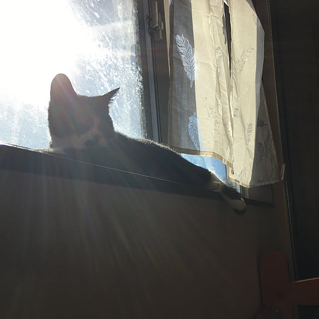 nekoさんの実例写真