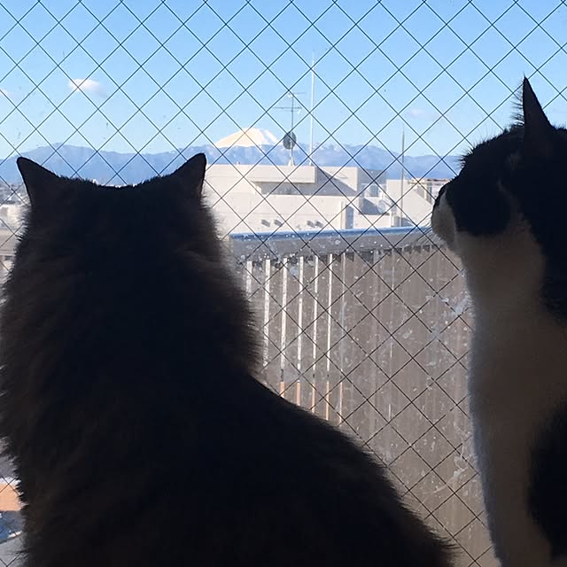 mikomaruさんの実例写真
