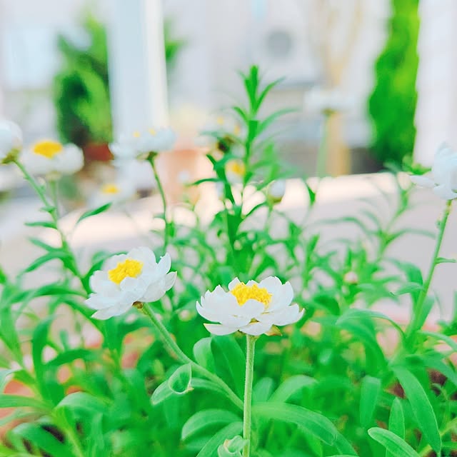 surviveさんの実例写真