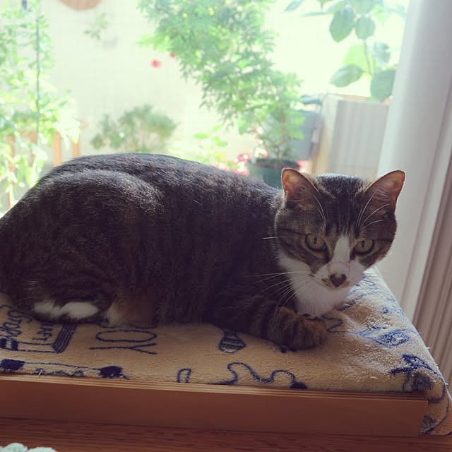 hanacocoさんの実例写真