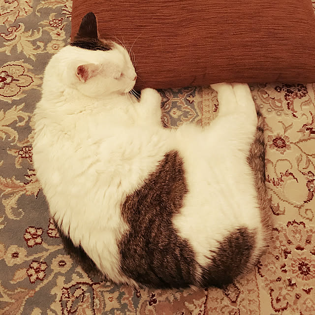 coedodecoさんの実例写真