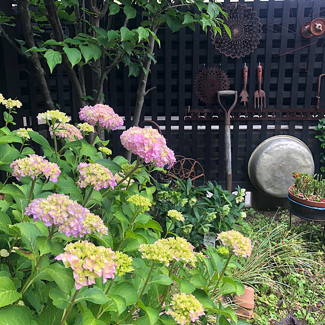 2023.5.18/紫陽花/ジャンクガーデン/サビ雑貨/植物...などのインテリア実例 - 2023-05-18 17:05:46