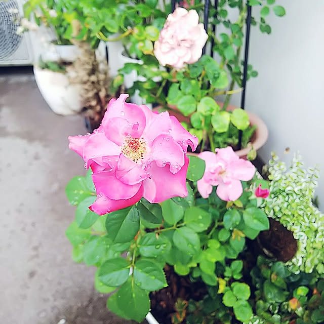 hiromimiさんの実例写真