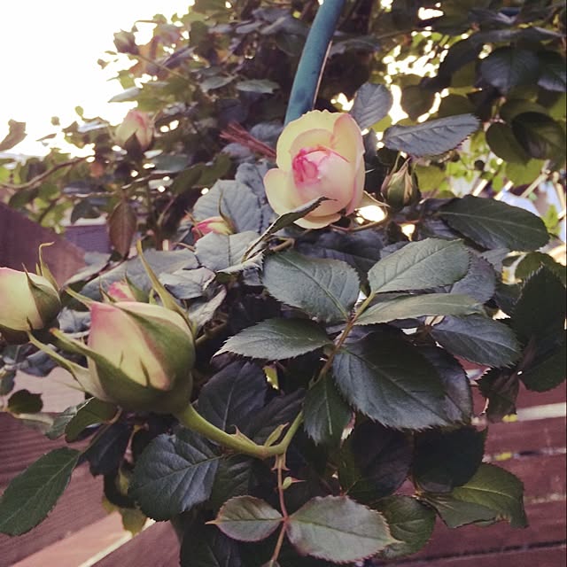 rinaonさんの実例写真