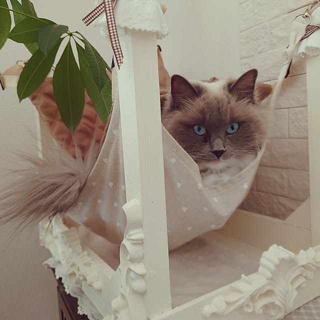 Reoさんの実例写真