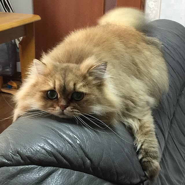 akiraさんの実例写真