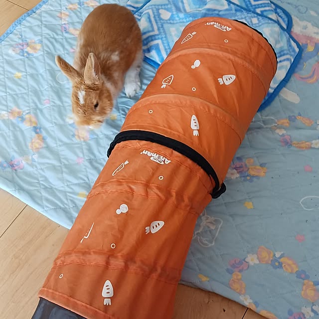 aiさんの実例写真