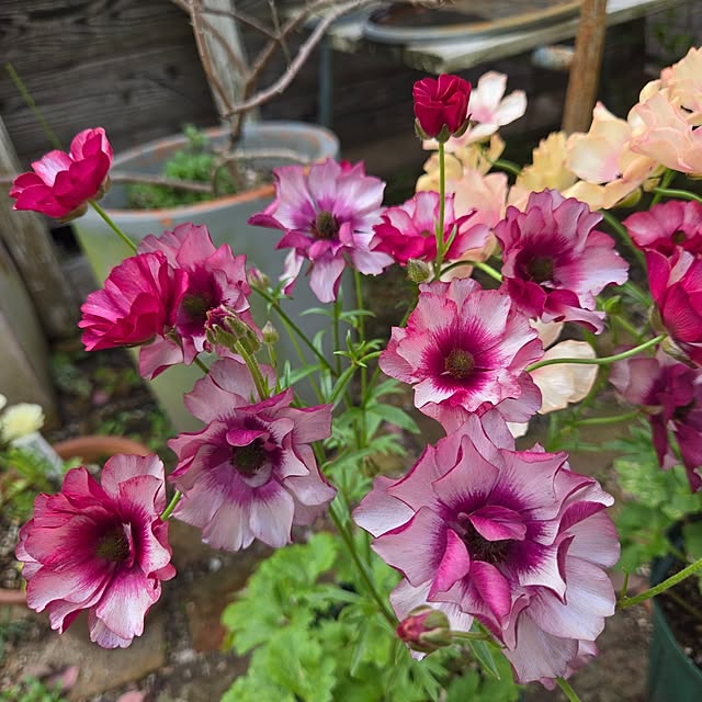 min_nimさんの部屋