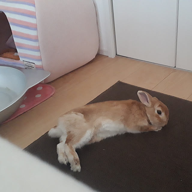 aiさんの実例写真