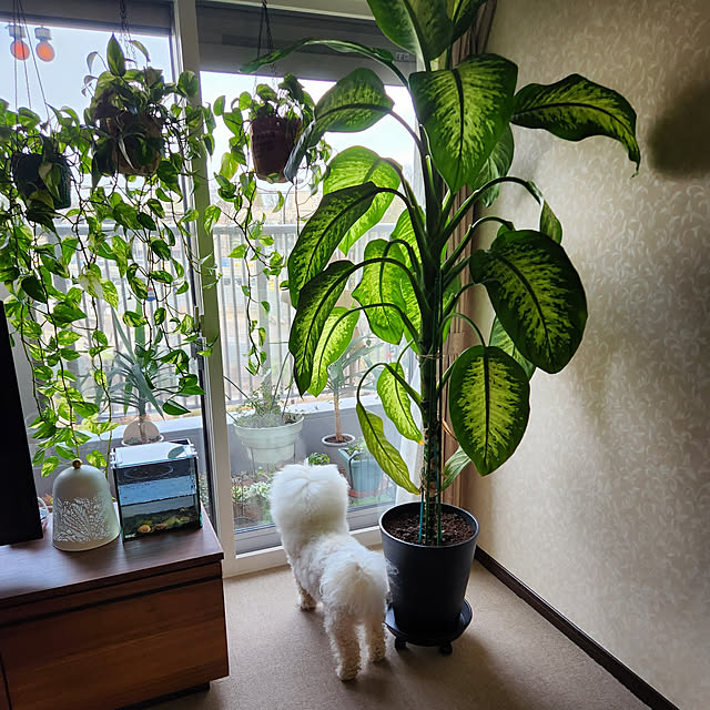 takoさんの実例写真