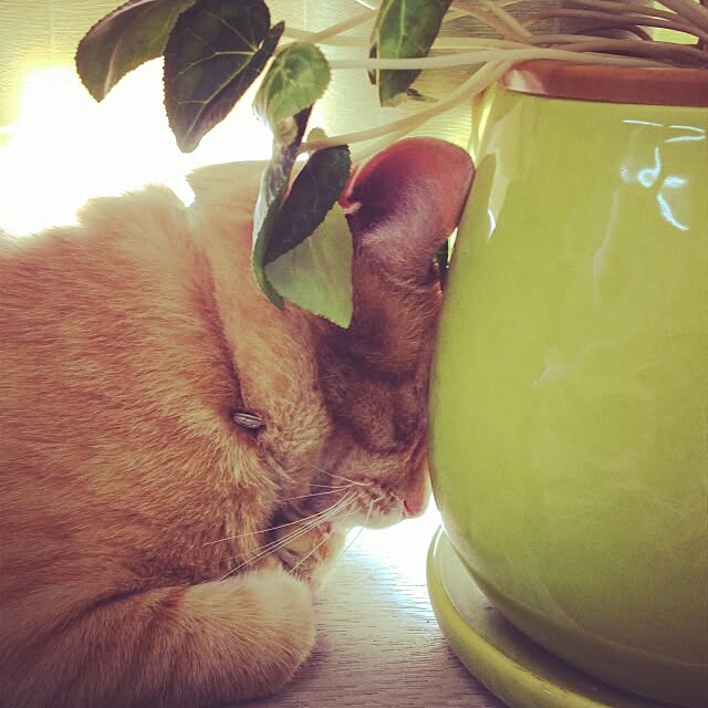 rorochimanさんの実例写真