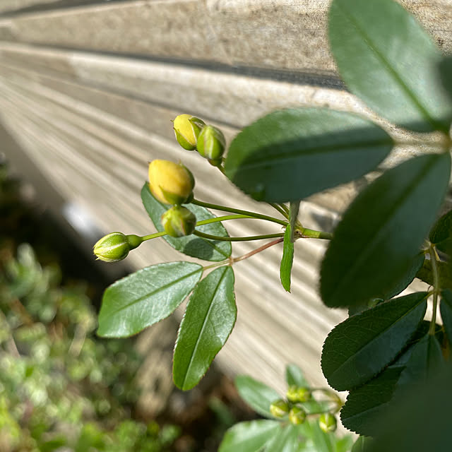 fu-mufumuさんの部屋