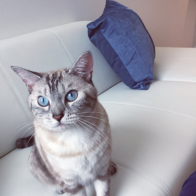funikoさんの実例写真