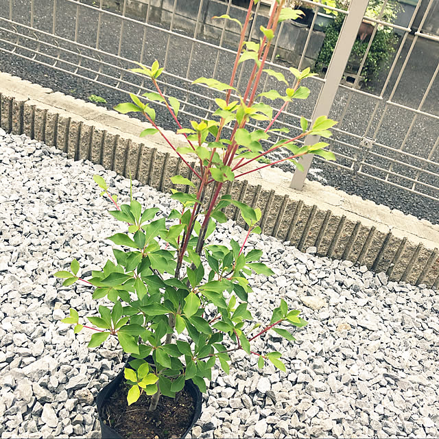 yuyuさんの実例写真