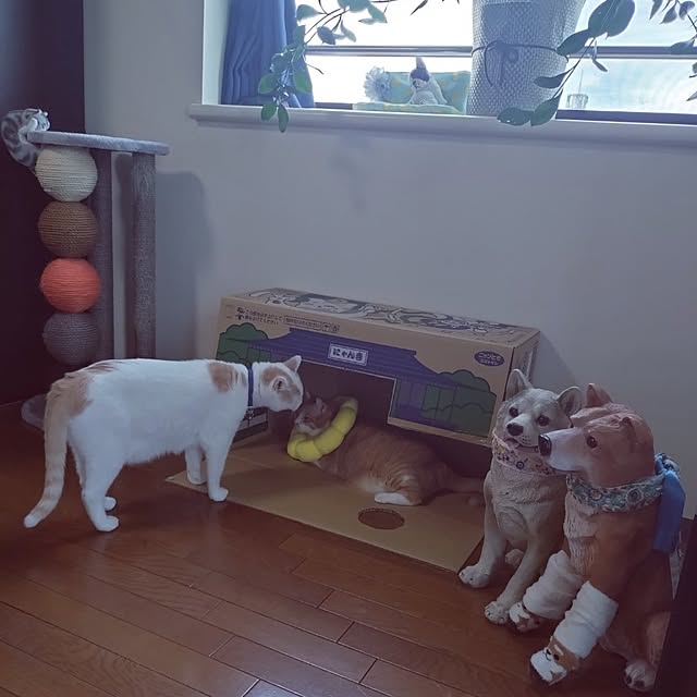 NOAHさんの部屋