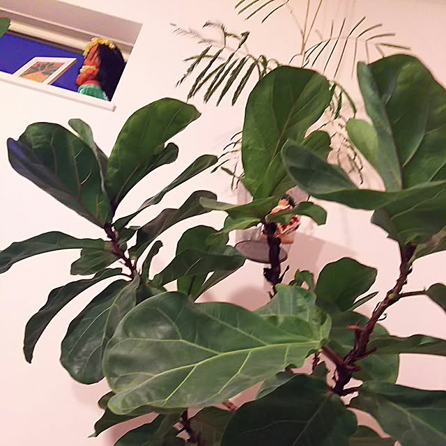 hawaiiangardenさんの実例写真