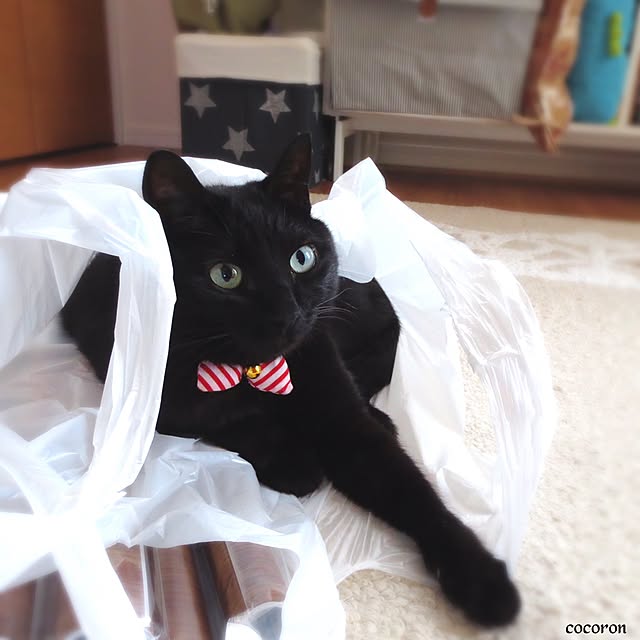 cocoronさんの実例写真