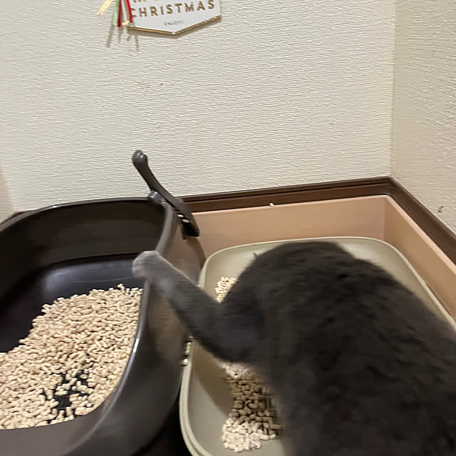 nekoさんの部屋