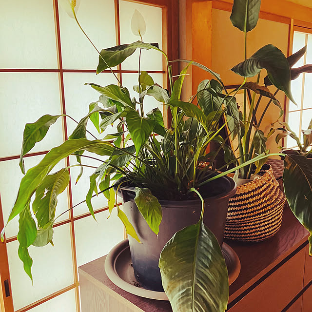 tomorinさんの部屋