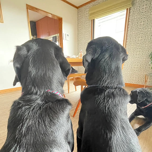 toragenmamさんの実例写真