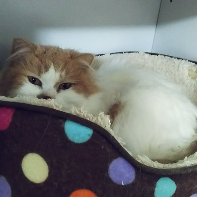 nonkoさんの実例写真