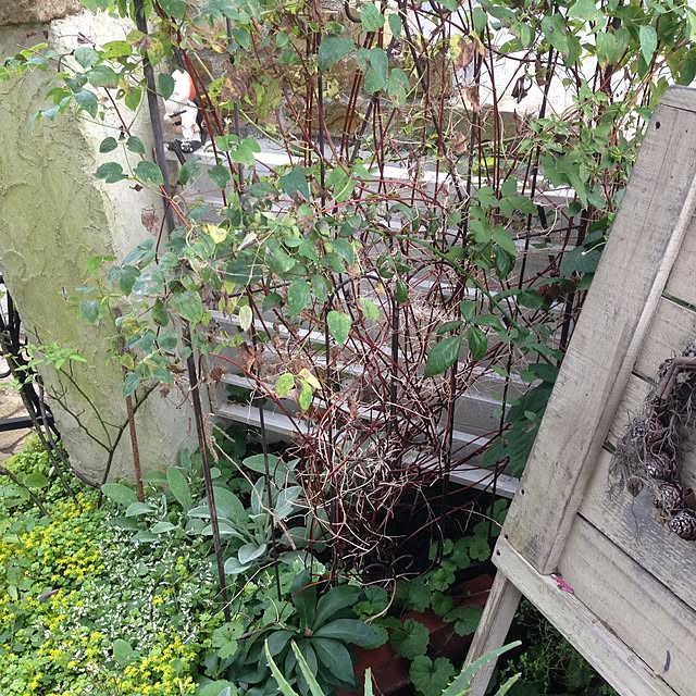 popoさんの実例写真