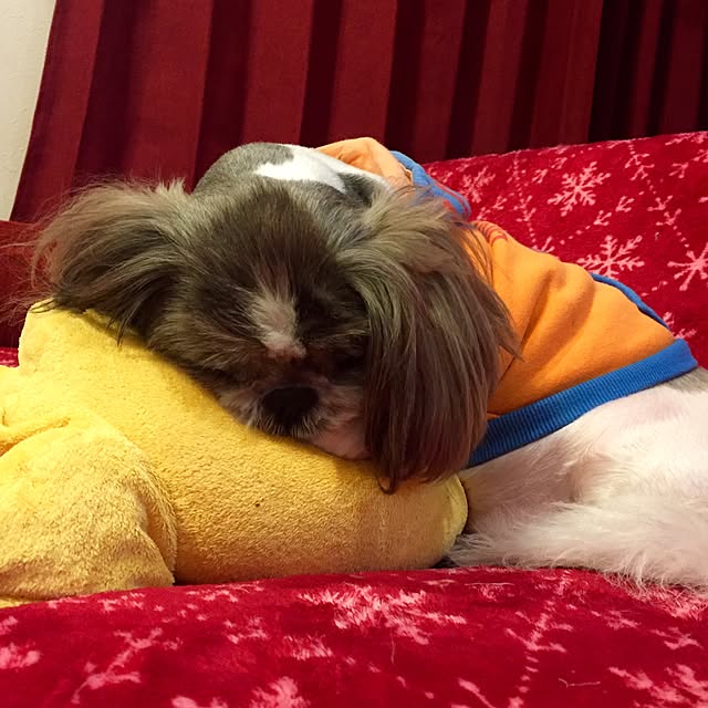 butachanさんの実例写真
