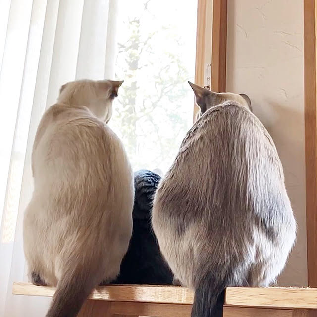 mujinekoさんの実例写真