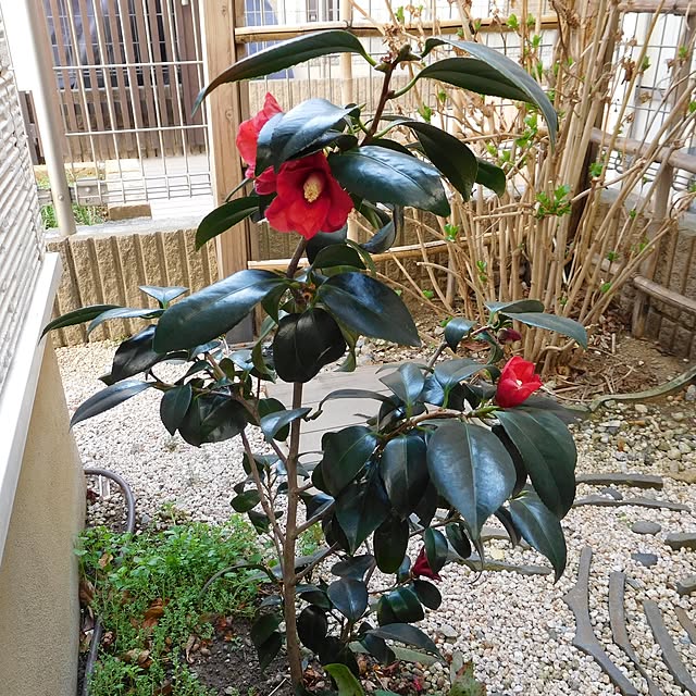 yasu10さんの実例写真
