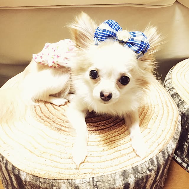 candy_Bonbonさんの実例写真