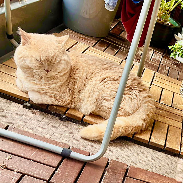 naokoさんの部屋