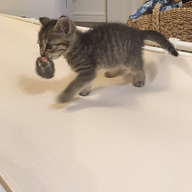 mikomaruさんの実例写真