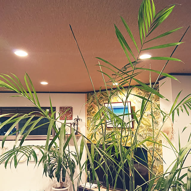 cocosorasakuさんの実例写真