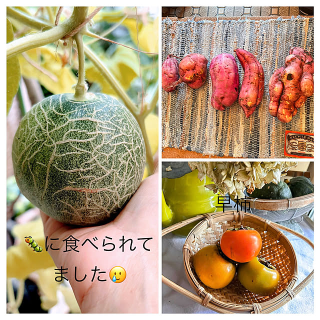 akaidarumaさんの部屋