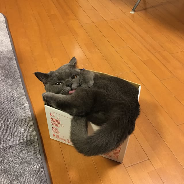 Shojiさんの実例写真