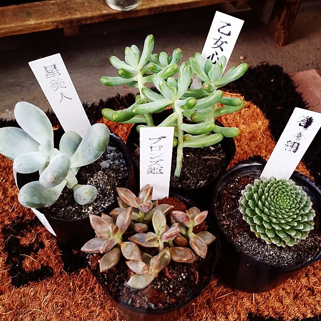 kanaさんの実例写真