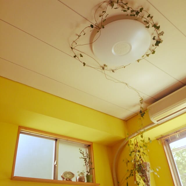 壁/天井/観葉植物のインテリア実例 - 2015-05-31 14:07:06