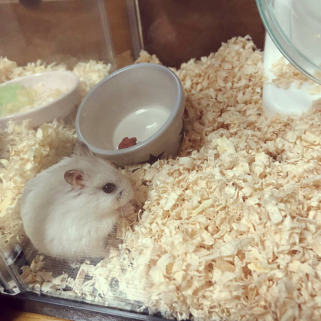 HARUKAZEさんの実例写真