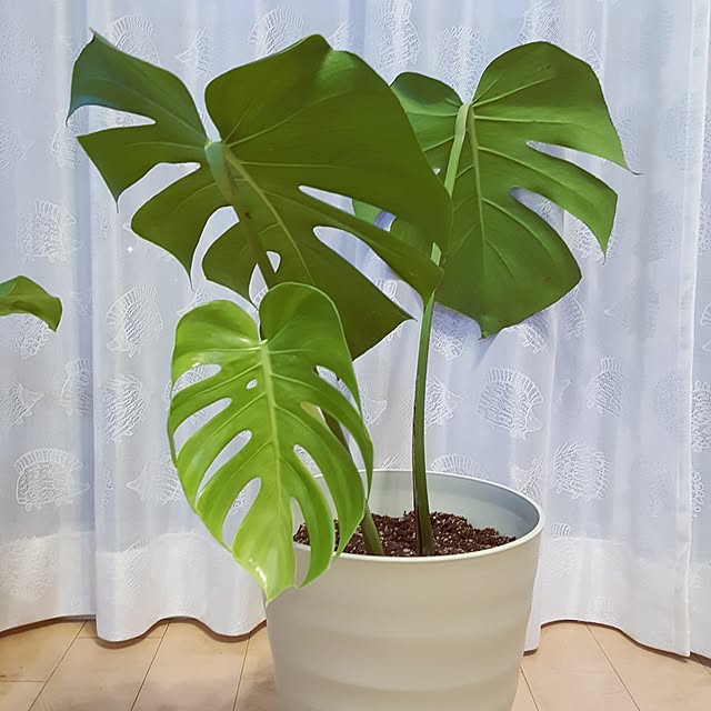 cherryさんの実例写真
