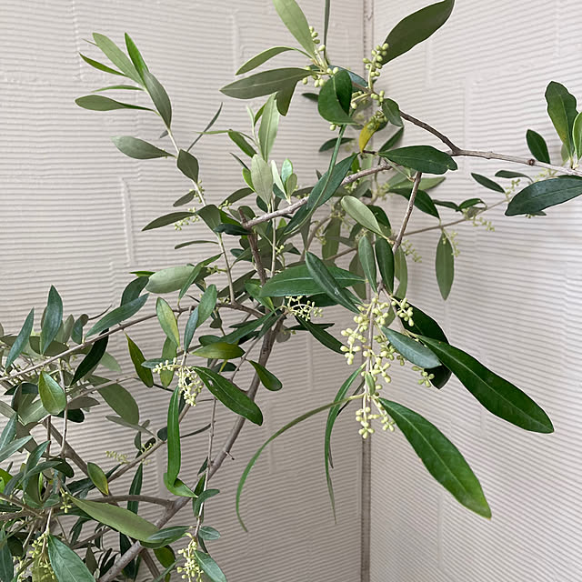 okkunさんの部屋