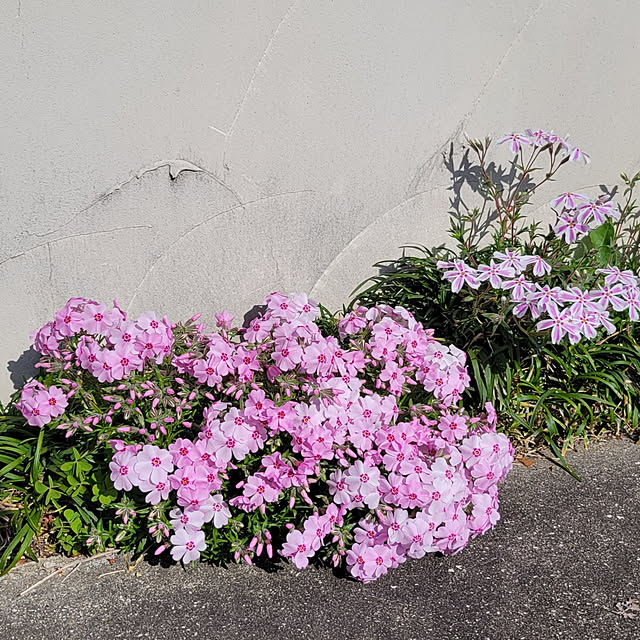 natyenaoさんの実例写真