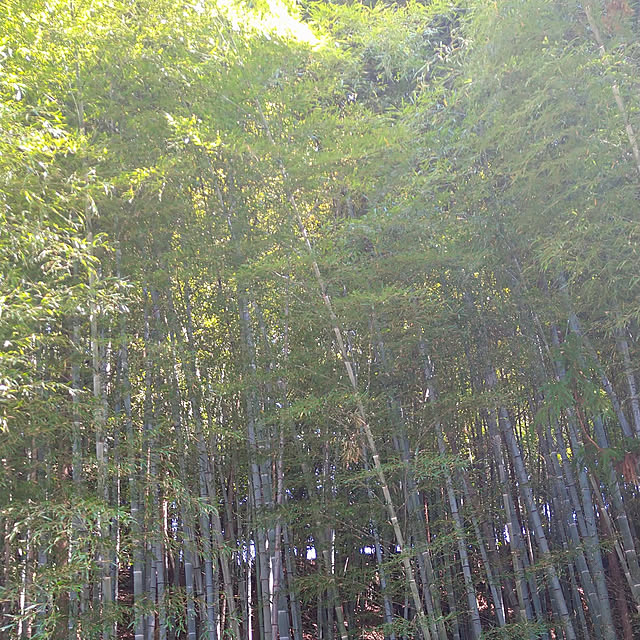 Rieさんの実例写真