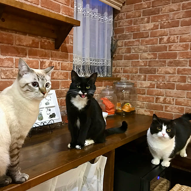 butachanさんの実例写真