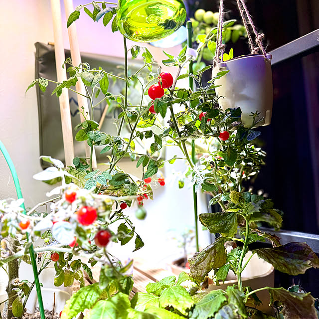 yutaさんの実例写真