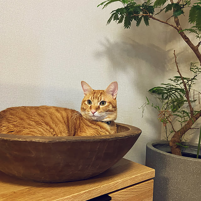 takokonbuさんの実例写真